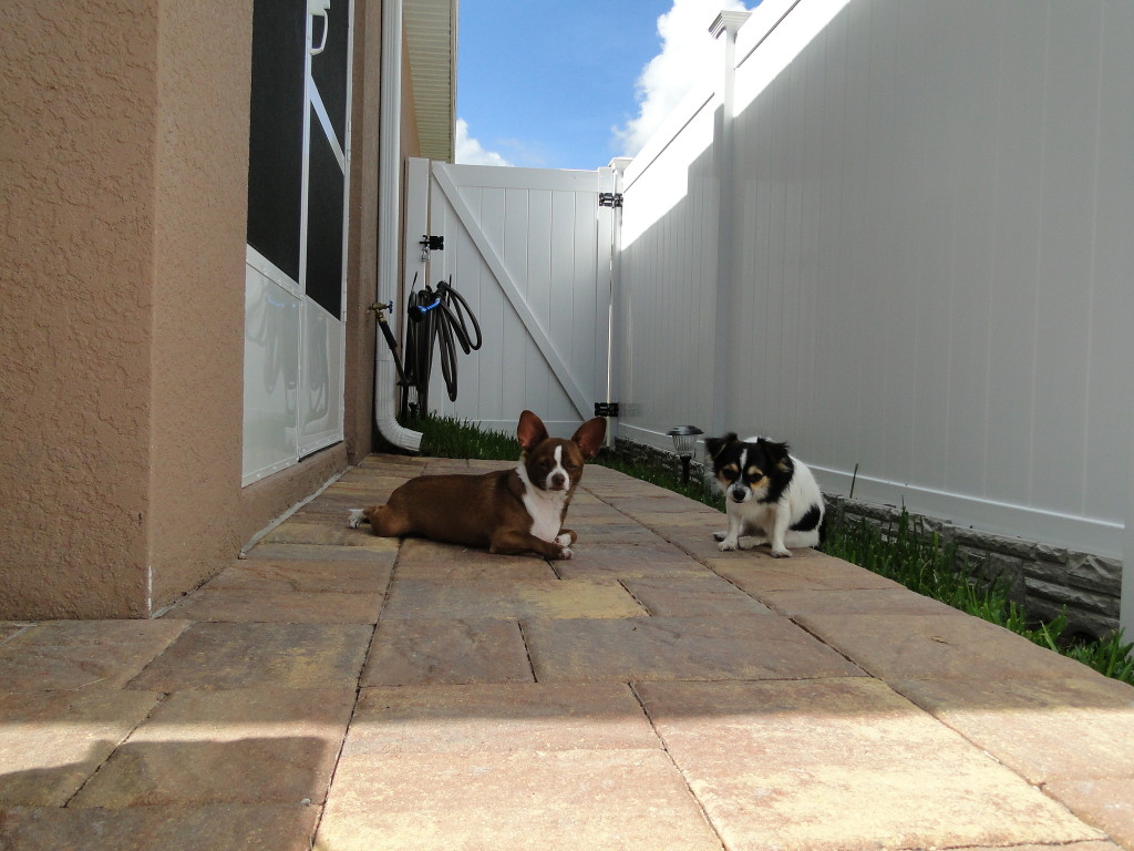 Bonnie's ferocious guard dogs