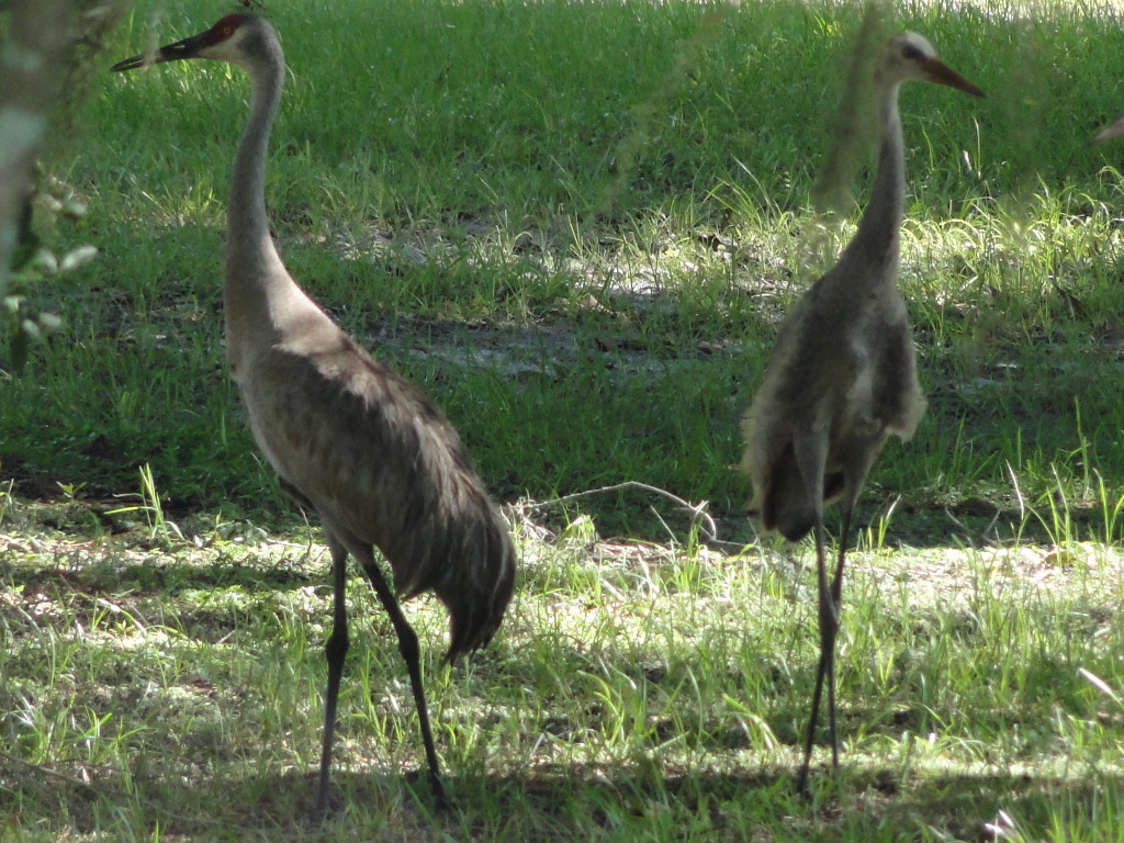 pic of cranes